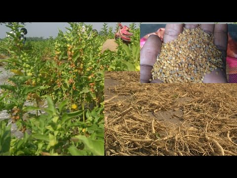 Ashwagandha harvest and processing. Indian ginseng Root and Seed collection.