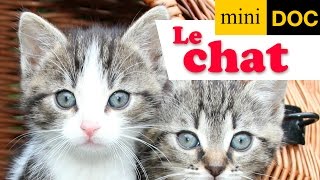 CHATS ET CHATONS documentaire animalier pour bébé