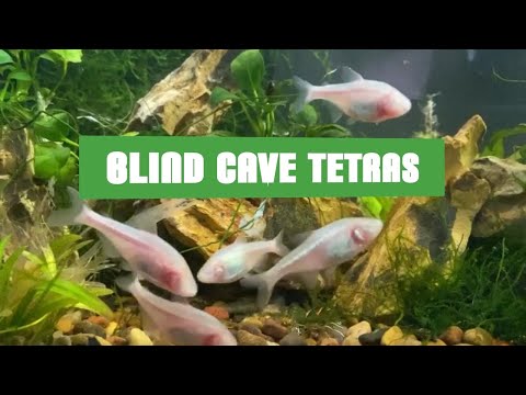 Video: En Titt På Blind Cave Tetra