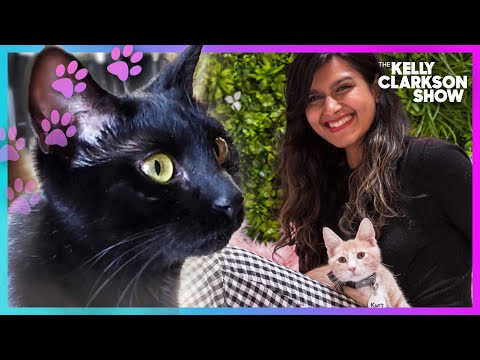 The First Cat Cafe in Orange County Lands in Laguna Beach This Summer -  Eater LA