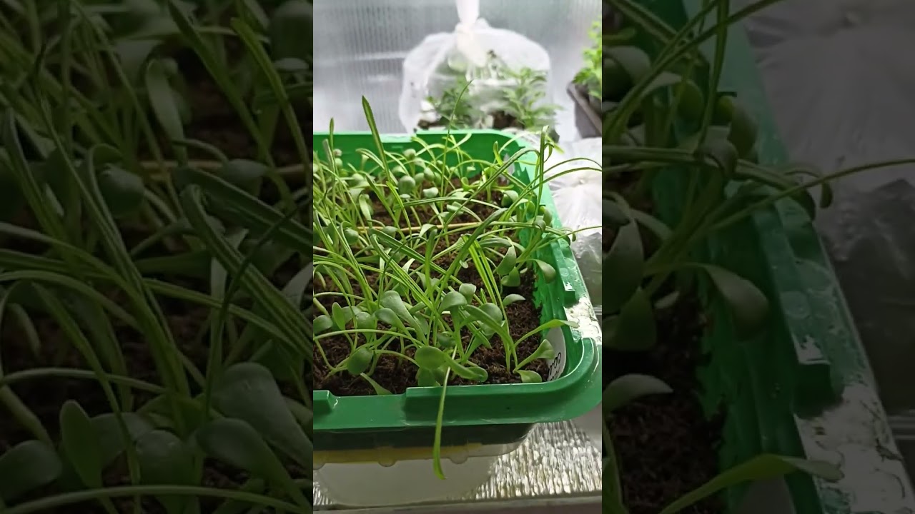 Сибирь. Промежуточная пикировка Газании.