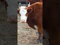 Farmer&#39;s Accidental Cow Antibiotic Injection: Report vs Video Differences