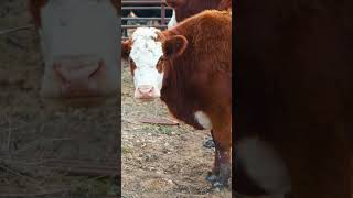 Farmer&#39;s Accidental Cow Antibiotic Injection: Report vs Video Differences