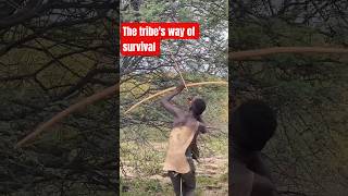 How Tribal Hunters Catch Prey With Only Bows and Arrows 😱 #shorts