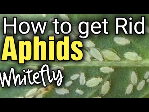 How to deal with Whitefly  | Brussel Sprouts APHIDS  | Grow Your Own