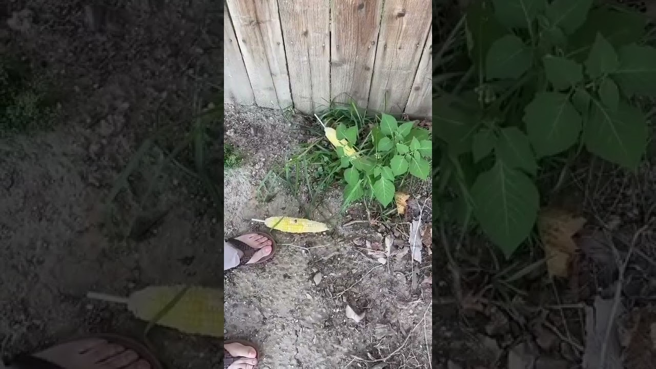 Nacho Libre meme :Corn