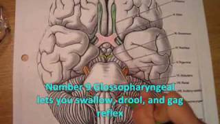 OT441 Neuro- The Cranial Nerves Music Video