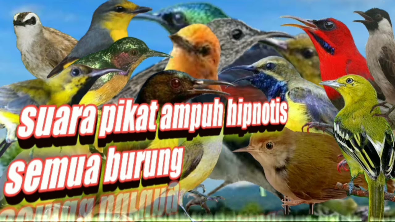 suara pikat ampuh hipnotis semua burung || pikat semua jenis burung besar dan kecil