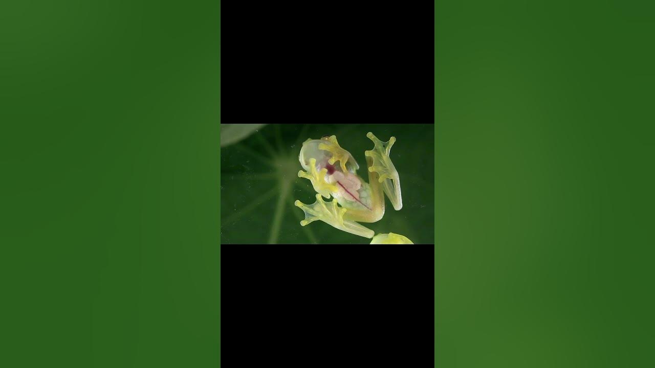world-s-most-strangest-frog-ever-found-on-amazon-rainforest-youtube