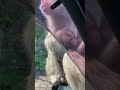 子猿さんの可愛さレベル高い