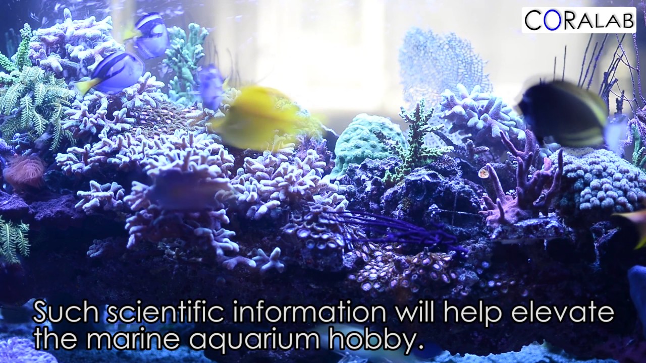 Crowd funding for CORALAB