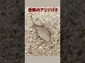 恐怖のアリジゴク #ありじごく #アリジゴク #昆虫観察 #捕食シーン #捕食者