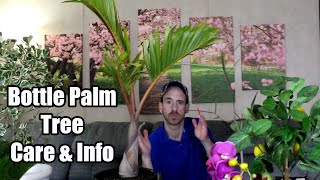 Bottle Palm Tree Care & Info (Hyophorbe lagenicaulis)