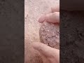 gritty white texture #asmr #satisfying #crunchycrumbles #dryfloorcrumbling