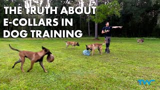 THE TRUTH ABOUT E-COLLARS IN DOG TRAINING || Ivan Balabanov debunks the myths surrounding e-collars