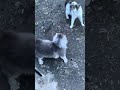 Cat fighting in ukraine