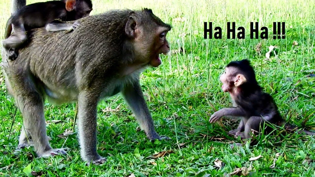 sweet conversation with him Lizza, CoCo Having Sweet Conversation While Walking/Lizza Jealous Coper Riding On Mummy