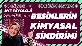 20 Besinlerin Kimyasal Sindirimi Sindirim Sistemi 11 Sınıf Ayt Biyoloji Kampı 20 Gün