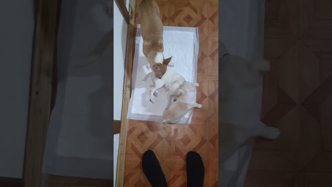 Angry Chihuahuas Fight Club (ASMR) Fight Night №6