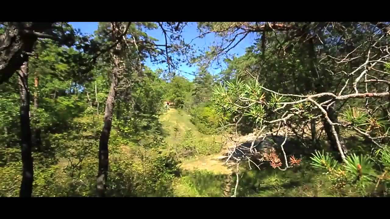 The Forcal\'Crew [VTT]