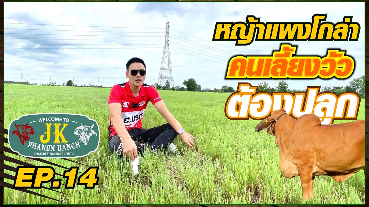 หญ้าแพงโกล่า ที่คนเลี้ยงวัวต้องปลูก  #แปลงหญ้า  #เจเคพนมแรนซ์