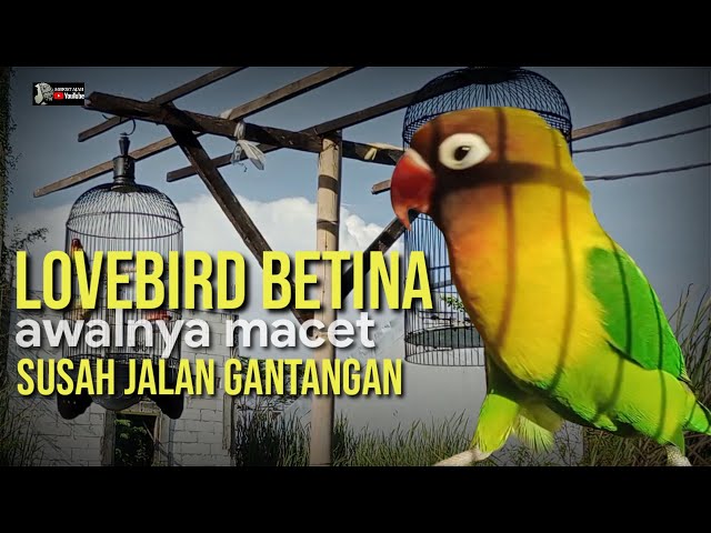 LOVEBIRD BETINA!!! REXSONA AWALNYA MACET BUNYI SUSAH (JALAN GANTANGAN) class=