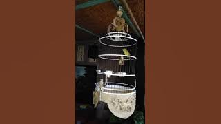 KECIAL KUNING LOMBOK LENDANG NANGKA