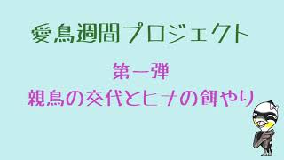 カワウの子育てシーン第一弾