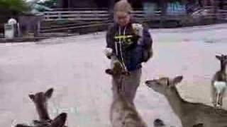 Hungry Mob of Deer