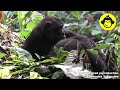 Mother–Daughter Bonobos Grooming【Observations of Bonobos #213】