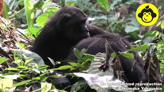 Mother–Daughter Bonobos Grooming【Observations of Bonobos #213】