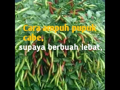 Video: Penjagaan Bulbin - Petua Untuk Menanam Bunga Bulbin