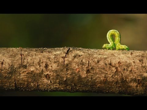 Wideo: Co to jest Inchworm – Dowiedz się więcej o Inchworms in the Garden