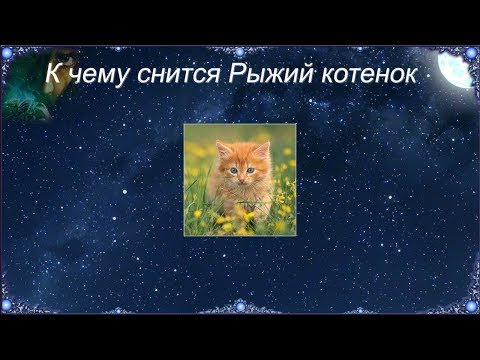 К чему снится Рыжий котенок (Сонник)