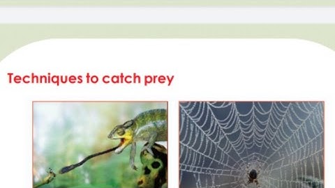 English Medium, Kerala Syllabus,EVS(3)Techniques to catch prey