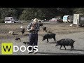 Wireless docs pig man