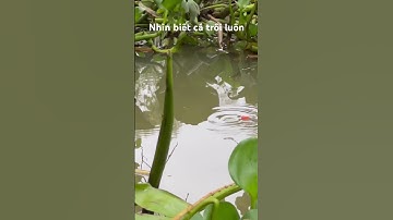 Nhấp nhấp phao #câucárôđồng #thápmườiquêtôi #caucaro #câucárô #fishing