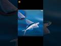 You Won’t Believe What This Fish Can Do! #shorts #flyingfish #FactuaLize_07 #facts #viral