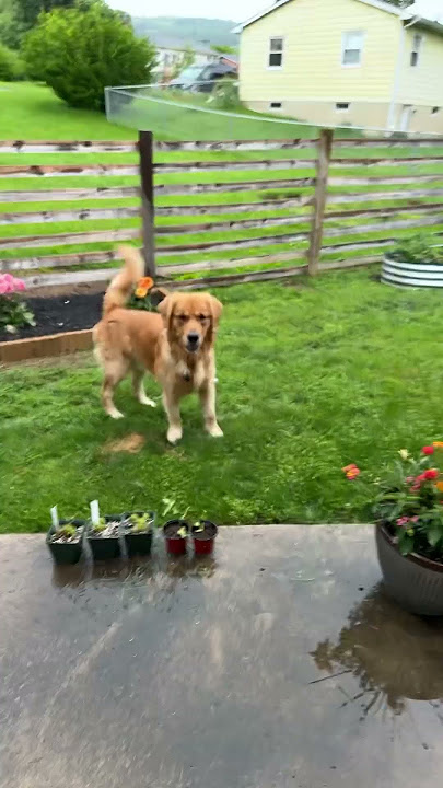Rainy day play with Meister @MR_MEISTEY
