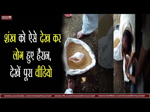 शंख को ऐसे देख कर लोग हुए हैरान, देखें पूरा वीडियो | People were shocked to see conch see full video