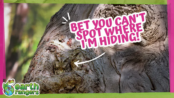 Find the Masters Of Camouflage — 5 Hidden Animal Challenge! 👀 | Earth Rangers thumbnail
