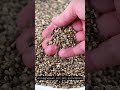 Hemp Seeds: The Tiny Superfood with Complete Protein 🌱 #shorts