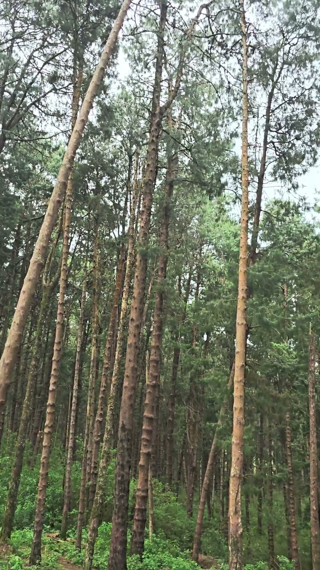 Oregon's Hidden Gem: Whispering Pines Campground – Uncover the Secret!