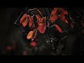 Rain falling | stress disappearing Deepsleep