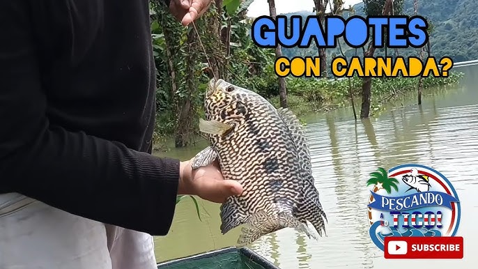 Buena pesca de guapote con el aditamento especial para la suerte en el rio  