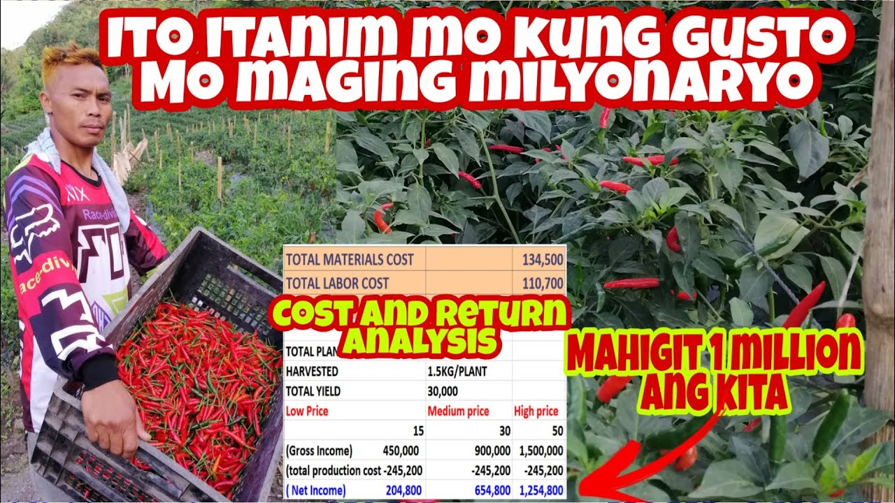 Ganito pala Kalaki ang Pwedeng Kitain sa SILING LABUYO - Panoorin