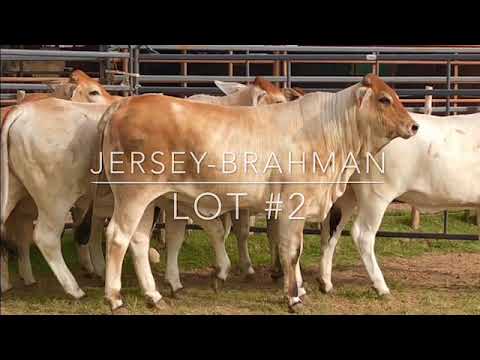 J\u0026J Cattle Co-Jersey-Brahman Cross 