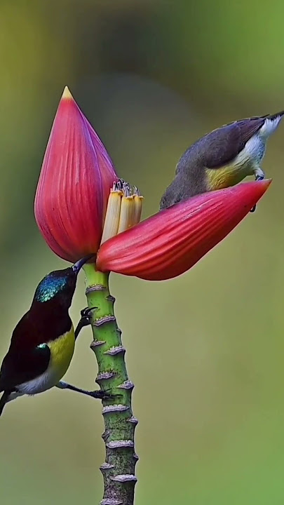 burung penghisap madu, sogok ontong-kolibri