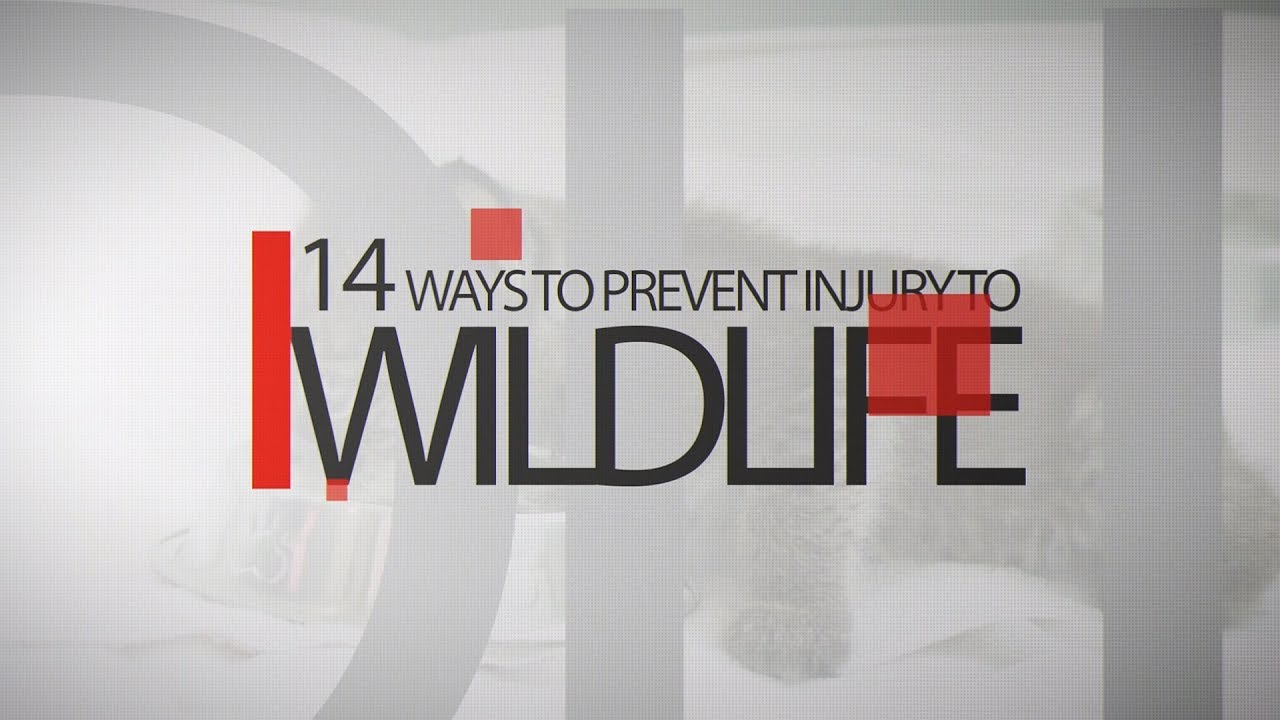 southwest vacations 14 Ways: Leave Infant Wildlife Alone