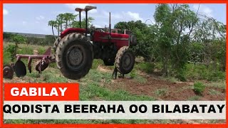 Gabilay Beeralayda Oo Diyaar Garoobaya Qodista Beeraha Xili Roobabka Gugu Curteen Gabilay Beeralayda Oo Diyaar Garoobaya Qodista Beeraha Xili Roobabka Gugu Curteen